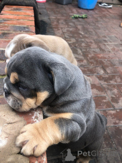 Foto №3. Englische Bulldoggenwelpen sind jetzt bereit. Belgien