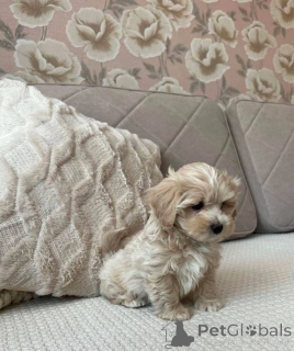 Foto №3. Maltipoo F1 in Guten Händen. Deutschland