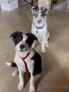 Foto №1. border collie - zum Verkauf in der Stadt Blankenberge | verhandelt | Ankündigung № 171703