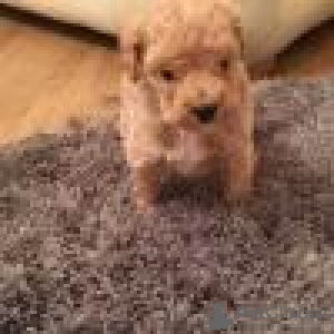 Foto №2 zu Ankündigung № 129801 zu verkaufen english springer spaniel - einkaufen Deutschland quotient 	ankündigung