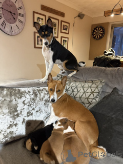 Foto №3. Basenji. Deutschland
