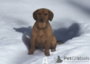 Foto №4. Ich werde verkaufen mischlingshund in der Stadt Москва. quotient 	ankündigung - preis - Frei