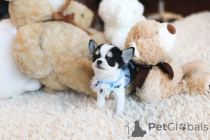 Foto №3. Dean Janet Kay Welpen Haus. USA