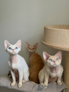 Foto №1. devon rex - zum Verkauf in der Stadt Berlin | verhandelt | Ankündigung № 178111