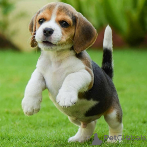 Foto №2 zu Ankündigung № 130790 zu verkaufen beagle - einkaufen Deutschland quotient 	ankündigung
