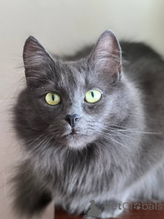 Foto №1.  - zum Verkauf in der Stadt Minsk | Frei | Ankündigung № 157487