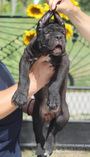 Foto №4. Ich werde verkaufen cane corso italiano in der Stadt Vršac.  - preis - Frei