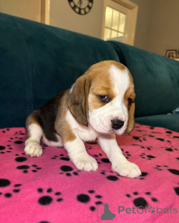 Foto №3. Entzückende Beagle-Welpen zu verkaufen. Armenien