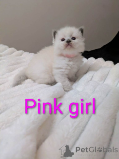 Foto №2 zu Ankündigung № 161381 zu verkaufen ragdoll-katze - einkaufen USA quotient 	ankündigung