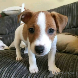 Foto №1. jack russell terrier - zum Verkauf in der Stadt Sastamala | verhandelt | Ankündigung № 54786