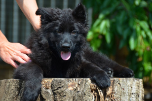 Foto №2 zu Ankündigung № 6942 zu verkaufen deutscher schäferhund - einkaufen Ukraine züchter