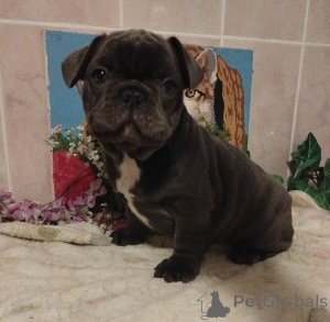 Foto №1. französische bulldogge - zum Verkauf in der Stadt Minsk | 625€ | Ankündigung № 159801