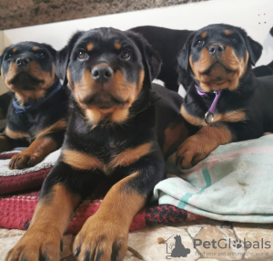 Zusätzliche Fotos: Rottweiler-Welpen möchten ihre neuen Besitzer kennenlernen