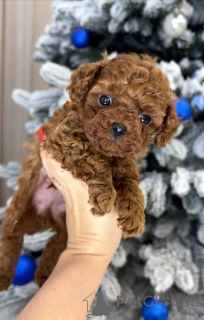 Foto №2 zu Ankündigung № 164030 zu verkaufen pudel (toy) - einkaufen Finnland quotient 	ankündigung, aus dem tierheim