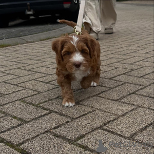 Foto №1. labradoodle - zum Verkauf in der Stadt Berikon | verhandelt | Ankündigung № 156417