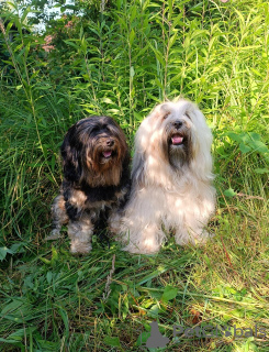 Foto №3. Tibet Terrier Welpe zu verkaufen. Russische Föderation