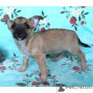 Foto №1. chihuahua - zum Verkauf in der Stadt Berlin | 650€ | Ankündigung № 172239