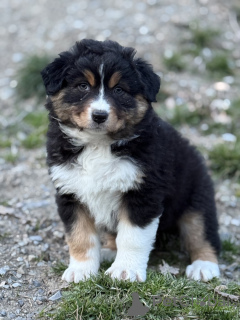 Foto №3. Australian Shepherd-Welpe verfügbar. Belgien