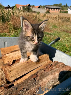 Foto №3. Maine Coon Kätzchen zur Adoption. Deutschland