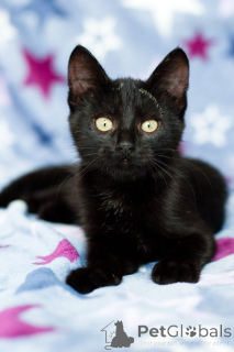 Foto №2 zu Ankündigung № 138928 zu verkaufen  - einkaufen Weißrussland quotient 	ankündigung