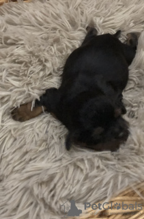 Foto №2 zu Ankündigung № 40055 zu verkaufen cavalier king charles spaniel - einkaufen Polen quotient 	ankündigung