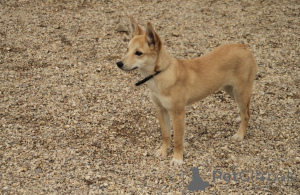 Foto №2 zu Ankündigung № 159004 zu verkaufen mischlingshund - einkaufen Russische Föderation quotient 	ankündigung