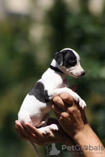 Foto №4. Ich werde verkaufen whippet in der Stadt Belgrad.  - preis - verhandelt