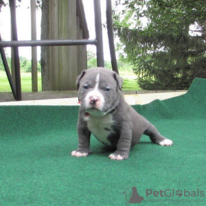 Foto №2 zu Ankündigung № 39671 zu verkaufen französische bulldogge - einkaufen USA 