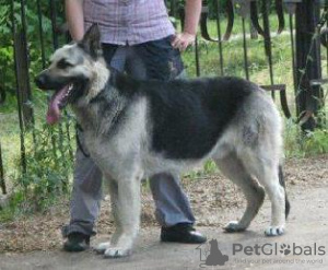 Foto №1. osteuropäischer schäferhund - zum Verkauf in der Stadt Kazan | 304€ | Ankündigung № 7233