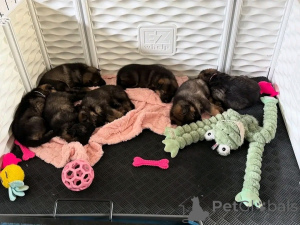 Foto №1. deutscher schäferhund - zum Verkauf in der Stadt CRAIVA | verhandelt | Ankündigung № 165225