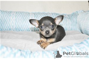 Foto №3. Entzückende Chihuahua-Welpen zur kostenlosen Adoption. Deutschland