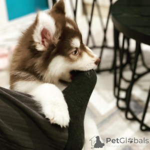 Foto №3. Wunderschöne Siberian-Husky-Welpen bereit zum Abflug. Frankreich