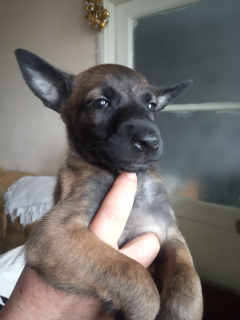 Foto №3. Belgischer Schäferhund KSU / FCI, 1,5 Monate (Vater sucht Sprengstoff, Mutter. Ukraine