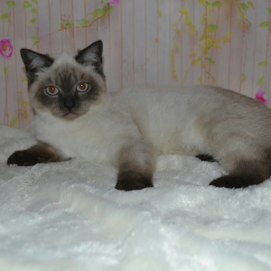 Foto №3. Elena Levik. Russische Föderation