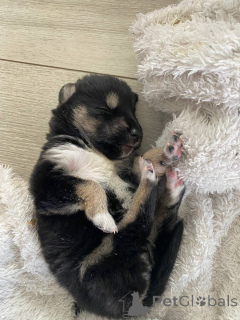 Foto №2 zu Ankündigung № 146024 zu verkaufen siberian husky - einkaufen Weißrussland quotient 	ankündigung