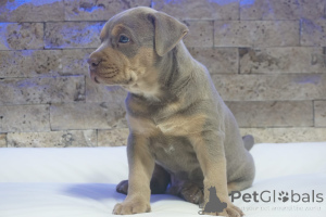 Foto №3. Pitbull Lilac Tricolor puppy. Serbien
