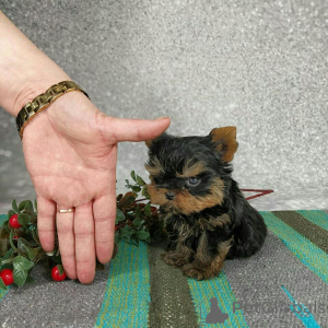 Foto №2 zu Ankündigung № 173341 zu verkaufen yorkshire terrier - einkaufen Deutschland quotient 	ankündigung