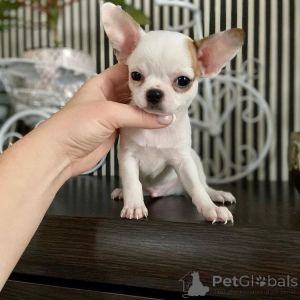 Foto №3. Chihuahua Welpen 8 Wochen alt. USA