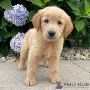 Foto №1. golden retriever - zum Verkauf in der Stadt Berlin | Frei | Ankündigung № 125087