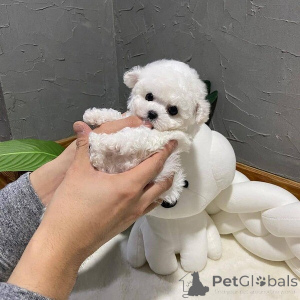 Foto №1. bichon frisé - zum Verkauf in der Stadt Scheinbar | verhandelt | Ankündigung № 169999