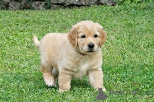 Foto №2 zu Ankündigung № 52247 zu verkaufen golden retriever - einkaufen Schweiz züchter