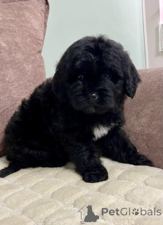 Foto №4. Ich werde verkaufen labradoodle in der Stadt Belgrad.  - preis - 500€