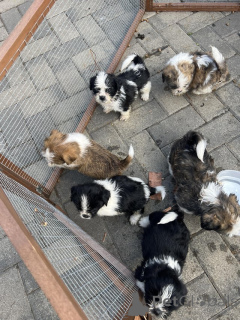 Foto №2 zu Ankündigung № 176059 zu verkaufen shih tzu - einkaufen Österreich quotient 	ankündigung