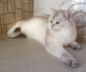 Foto №3. Goldene Farbe ny1133. Ukraine