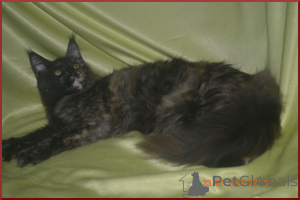 Foto №3. Pracht Maine Kun Katzen aus einem Kindergarten. Russische Föderation