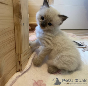 Foto №1. ragdoll-katze - zum Verkauf in der Stadt München | 241€ | Ankündigung № 103837