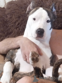 Foto №2 zu Ankündigung № 93654 zu verkaufen amerikanischer staffordshire terrier - einkaufen Russische Föderation quotient 	ankündigung