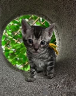 Foto №2 zu Ankündigung № 152719 zu verkaufen bengal katzenrasse - einkaufen Schweiz quotient 	ankündigung