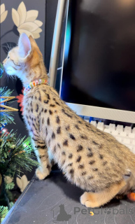 Foto №4. Ich werde verkaufen savannah-katze in der Stadt Athen. quotient 	ankündigung - preis - 350€