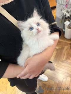 Foto №1. ragdoll-katze - zum Verkauf in der Stadt Madrid | 200€ | Ankündigung № 160909